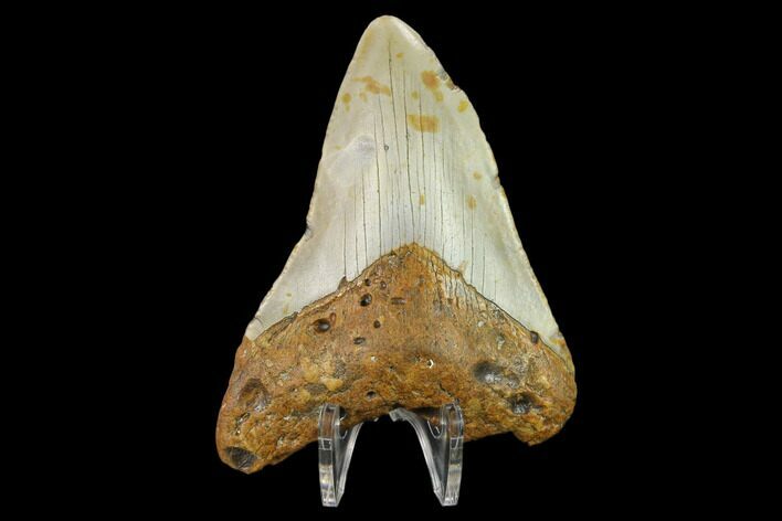 Bargain, Fossil Megalodon Tooth - North Carolina #131608